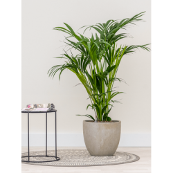 Raindrop Couple Beige