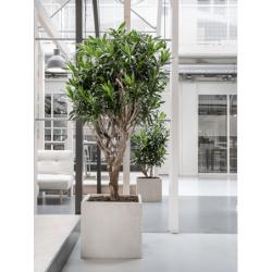 Pot en fibre pour intérieur