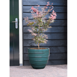 Poterie bleue pour plante