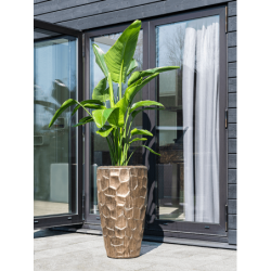 Cascara Partner Relief Sepia