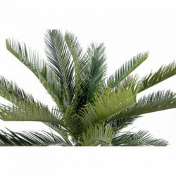 Cycas Artificiel - 90(h)