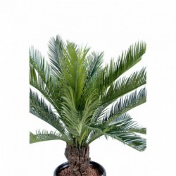 Cycas Tronc - 90(h)