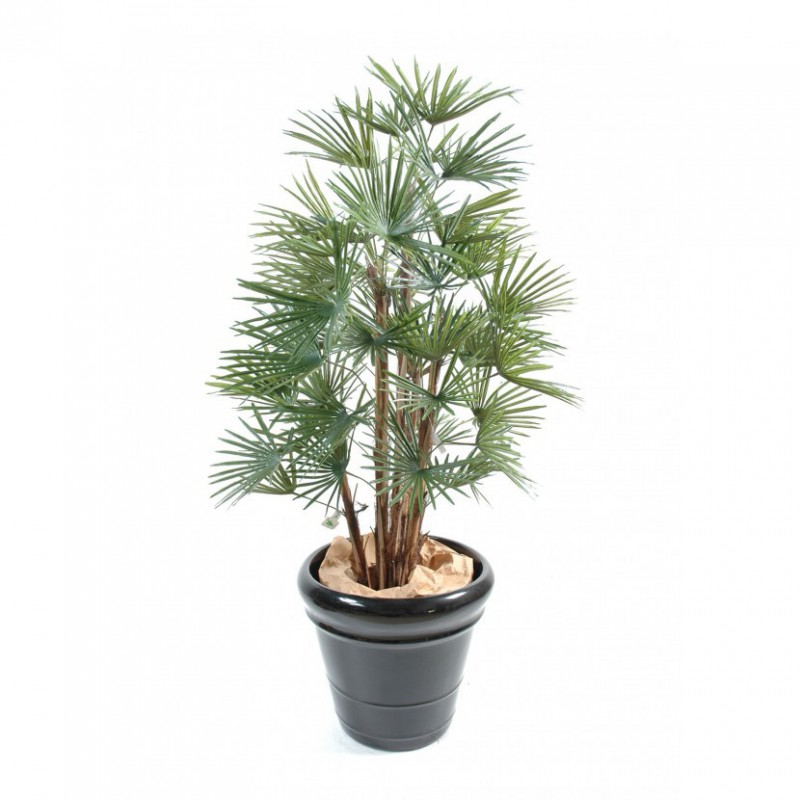 LIVISTONIA ARTIFICIEL - 110(h)