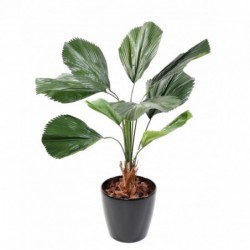 LICUALA ARTIFICIEL GRANDIS