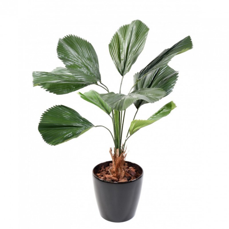 LICUALA ARTIFICIEL GRANDIS