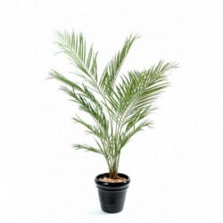 KENTIA ARTIFICIEL NEW PALM