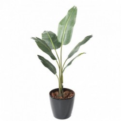 Travellers Palm Tree - 135(h)