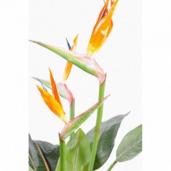 Strelitzia Artificiel 3fl Larges