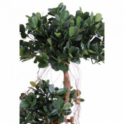 Ficus synthétique haut de gamme
