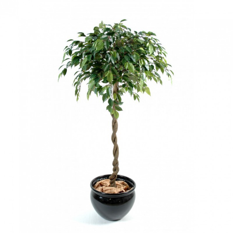 Ficus Artificiel Boule Natasja - Arbre artificiel intérieur