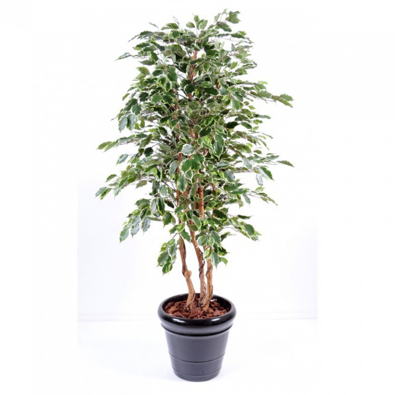 Ficus Artificiel Exotica Panache - Arbre artificiel haut de gamme