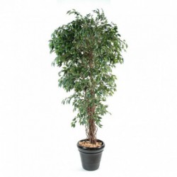 Ficus Artificiel Lianes Pf - 150(h) - Arbre artificiel de qualité