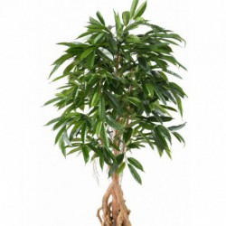 Ficus synthétique longifolia 180cm