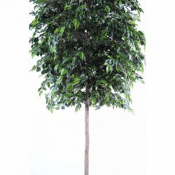 Ficus artificiel d'intérieur