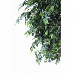 Ficus synthétique de qualité