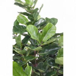 Feuillage lyrata artificiel