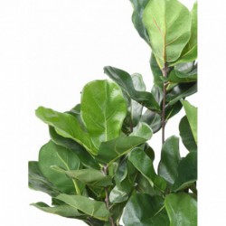 Feuille de ficus artificiel