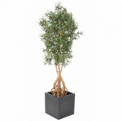 OLIVIER ARTIFICIEL ROOT