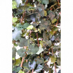 Vigne Artificielle Haie