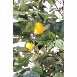 Citron Artificiel