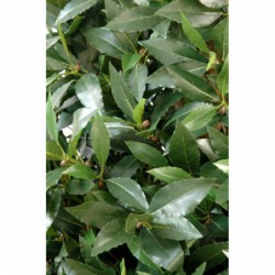 Feuillage laurier synthétique