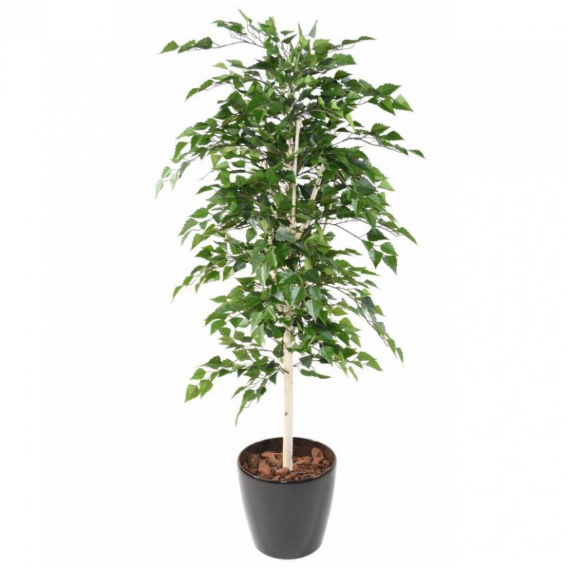 BOULEAU ARTIFICIEL TB - 180(h)