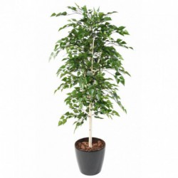 BOULEAU ARTIFICIEL TB - 260(h)