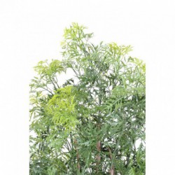Aralia Artificiel Ming Nitida - 160(h)
