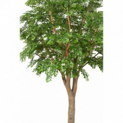 Bucida Artificiel - 360(h)