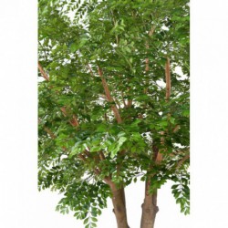 Bucida Artificiel - 360(h)