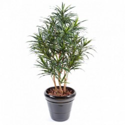 DRACAENA ARTIFICIEL ANITA - 155(h)