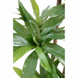 Dracaena Artificiel Fragrans ""janet Craig