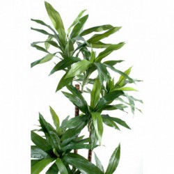 Dracaena Artificiel Fragrans ""janet Craig