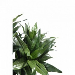 Dracaena Artificiel Fragrans
