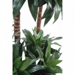 Dracaena Artificiel Fragrans