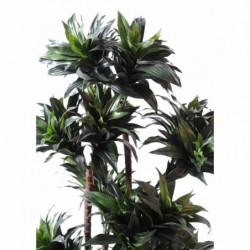 Dracaena Artificiel Fragrans Compacta - 120(h)