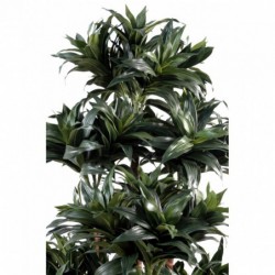 Dracaena Artificiel Fragrans Compacta - 120(h)