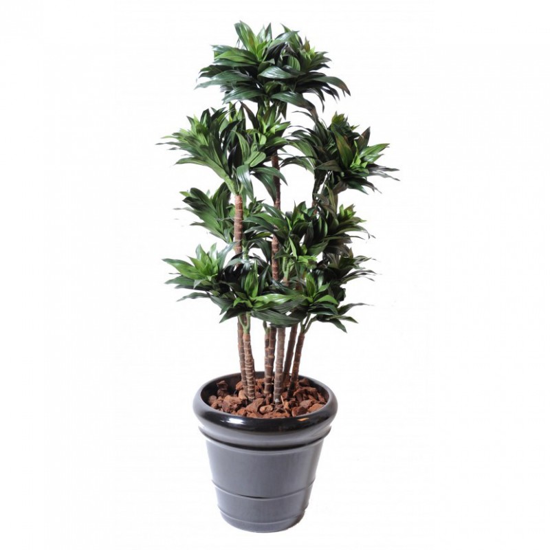 DRACAENA ARTIFICIEL FRAGRANS COMPACTA - 140(h)