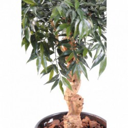 Shirakashi Artificiel Umbrella