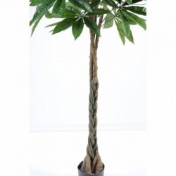 Pachira Artificiel - 150(h)
