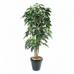 SCHEFFLERA ARTIFICIEL AMATA - 180(h)