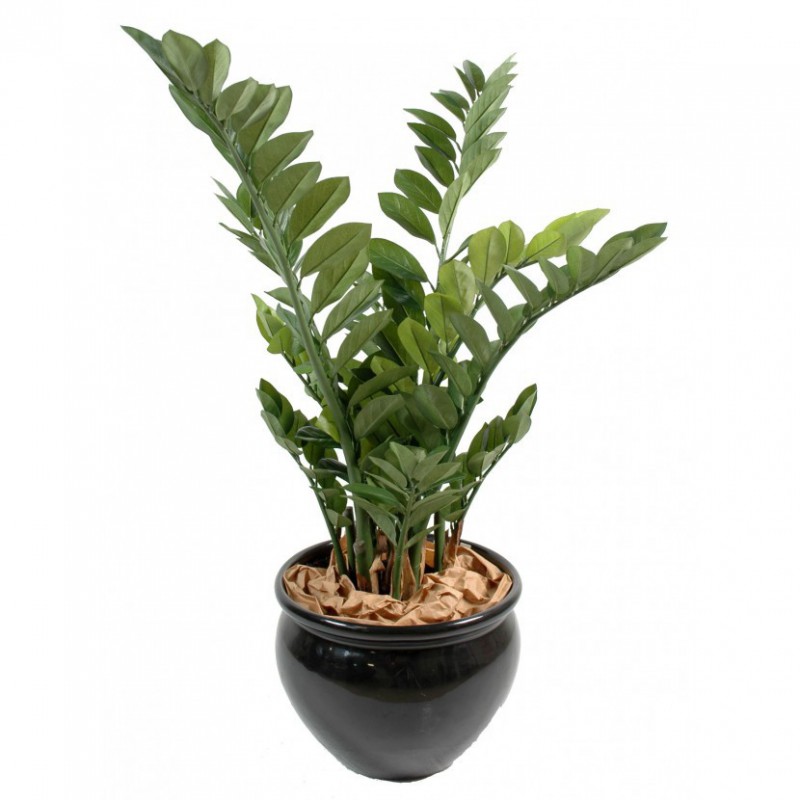 ZAMIA ARTIFICIEL - 60(h)