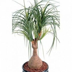 Beaucarnea Artificiel - 125(h)