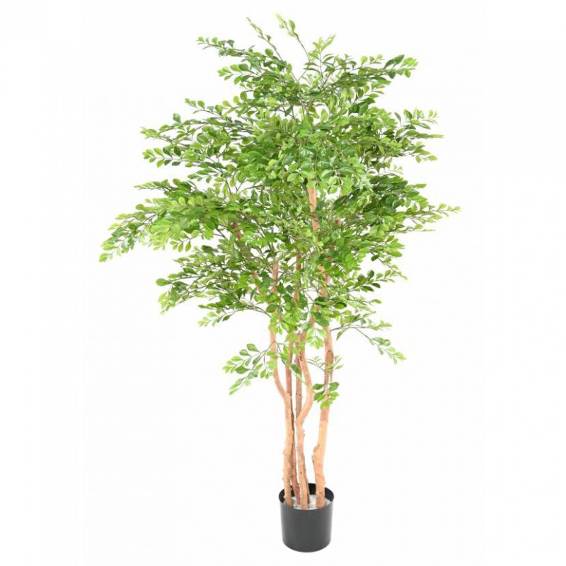 ACACIA ARTIFICIEL - 180(h)