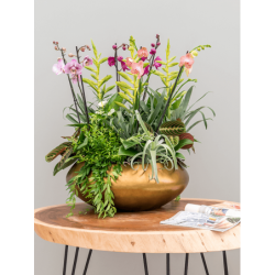 Coupe végétalisée