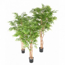 Acacia Artificiel - 210(h)