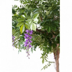 Glycine Artificielle Round