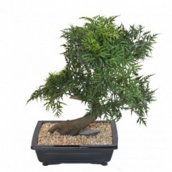 Bonsai Artificiel En Coupe