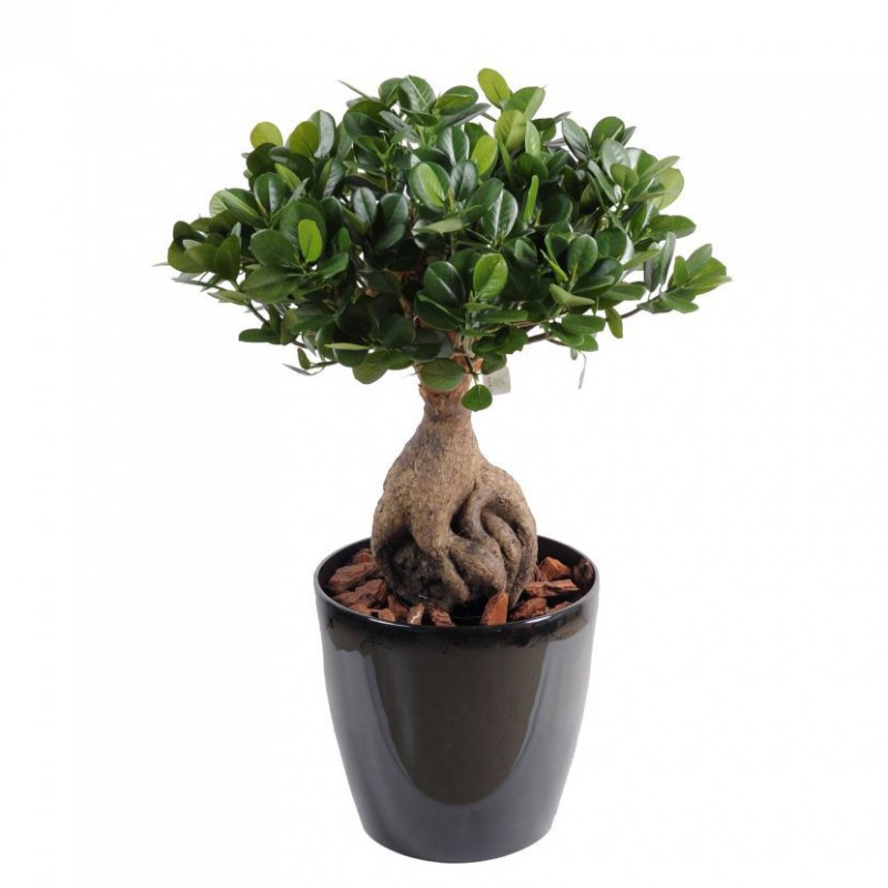 FICUS ARTIFICIEL PANDA GINSENG