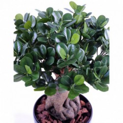 Ficus Panda Ginseng
